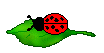 abug25.gif